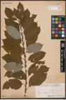 Foto von Salix caprea L.